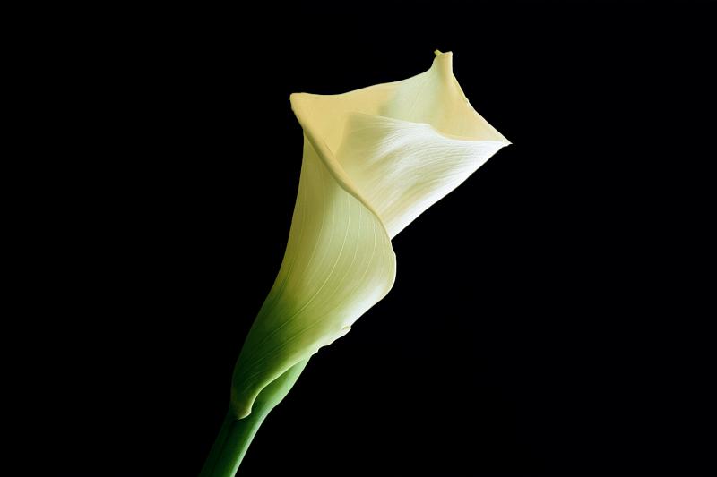 IMG_3191 copy.jpg - Calla Lily